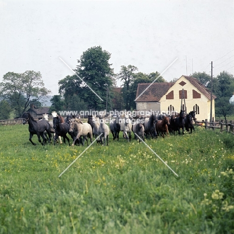 lipizzaner and austrian half bred colts cantering into their meadow at piber