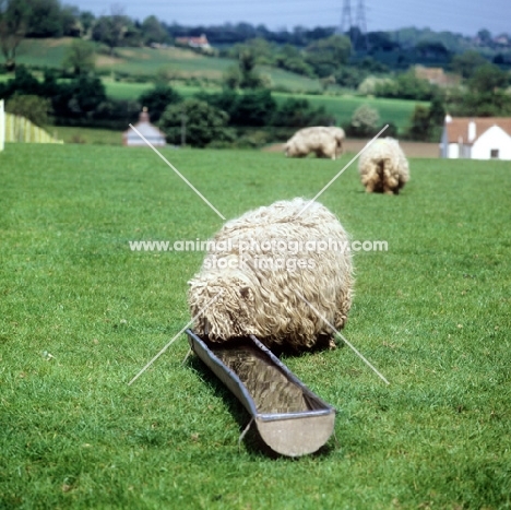 greyface dartmoor sheep drinking water