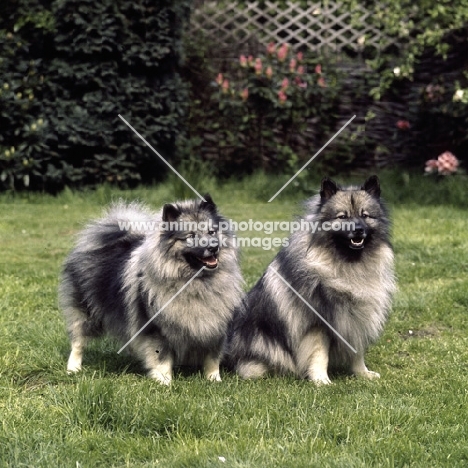 keeshond pair