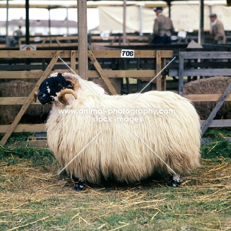 side view of scottish black face sheep