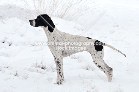 Pointer standing in snow