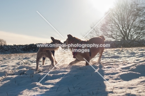 two mongrel dogs playing in snow