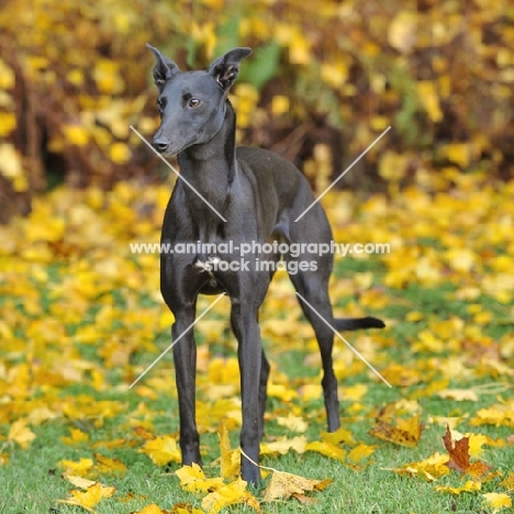 black whippet in autumn yellow leaves