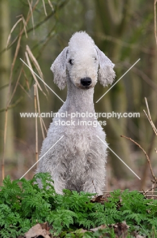 Bedlington Terrier