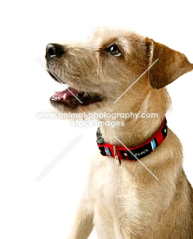 happy mixed breed wearing collar