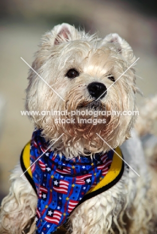 West Highland White Terrier