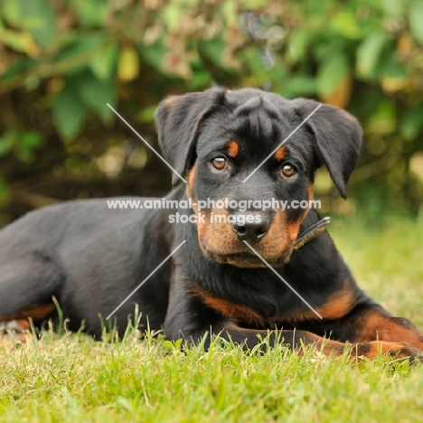 rottweiler puppy lying in grass