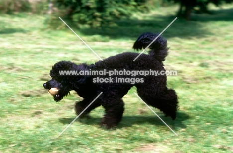 miniature poodle, undocked, carrying a ball