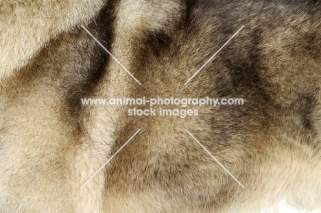 Norwegian Elkhound coat