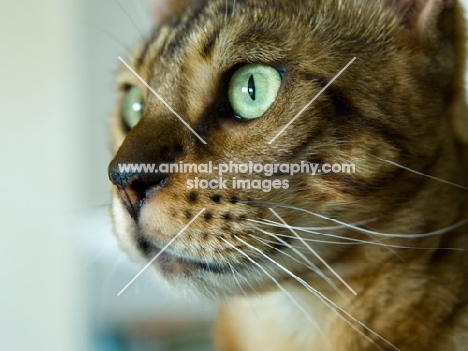 Bengal cat close up