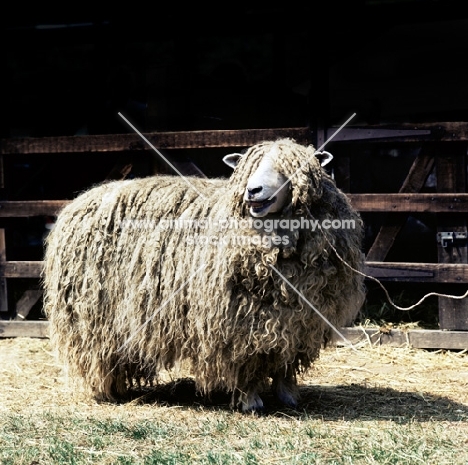 lincoln ram smiling