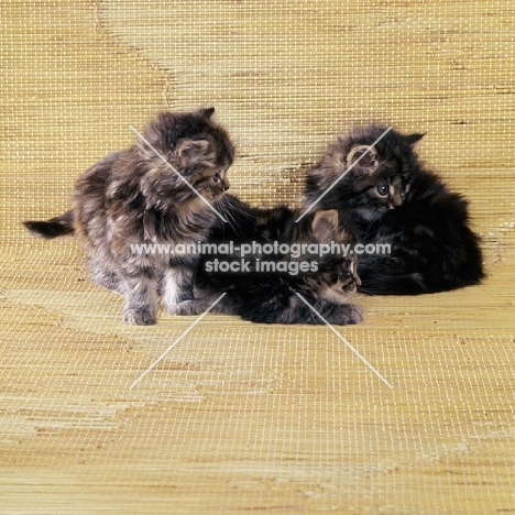 three brown tabby long hair kittens