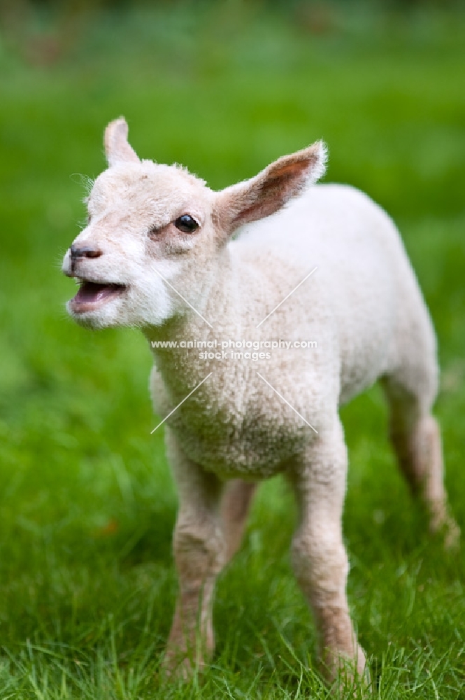 Lamb standing in a field calling out.