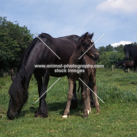 hodgson brimfield bonny & yarlton montgomery front view of dales pony with foal