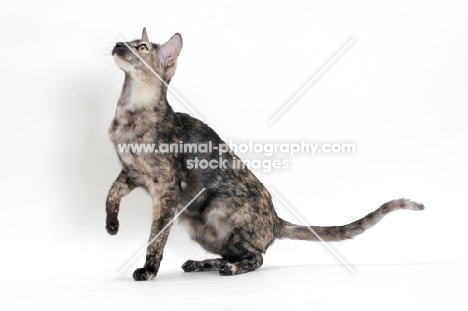 Oriental Shorthair one leg up, black smoke tortie, looking up