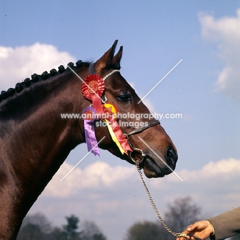 Kelmstone Royal Tarquin, Anglo Arab UK head study