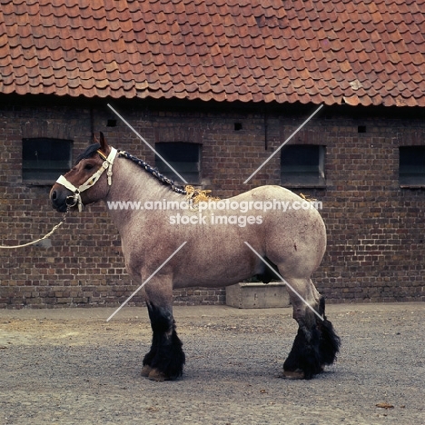 Belgian heavy horse stallion in belgian yard, Matador van Thof van Nieuwen