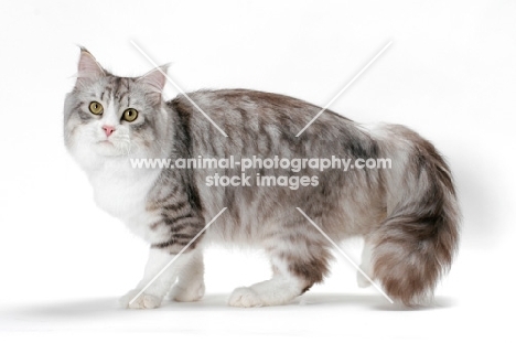 Siberian cat standing, silver mackerel tabby & white colour