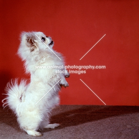 pekingese standing on hind legs