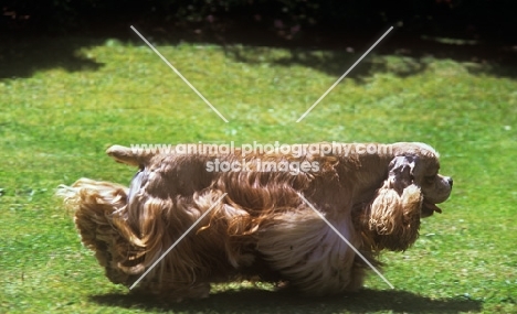 american cocker, spaniel, sh ch, am ch, can ch hu-mar’s hellzapoppin at sundust (carlos) trotting with coat flowing