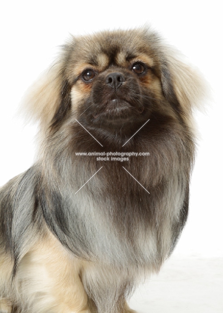 Silver Sable Tibetan Spaniel portrait