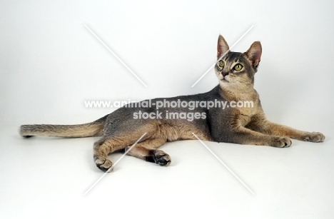 blue abyssinian cat lying on white background