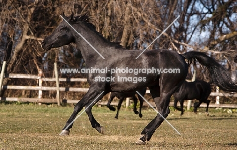 Egyptian Arab in field