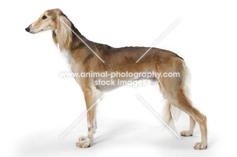 Asutralian Champion Saluki, posed