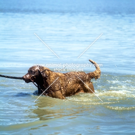 chesapeake bay retriever playing with stick
