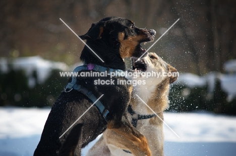 czechoslovakian wolfdog cross and dobermann cross playing fight in the snow