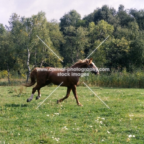 Martini, Frederiksborg stallion cantering