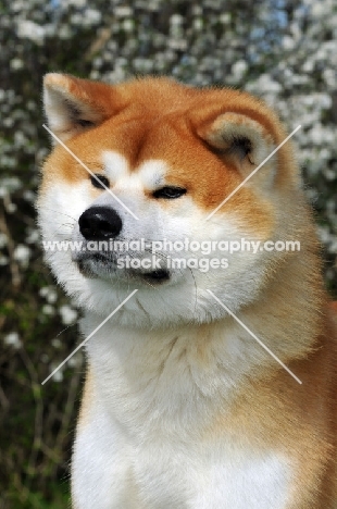 Akita head study