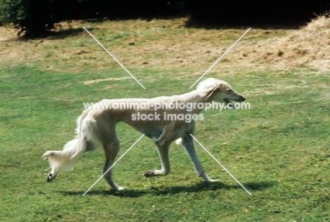 saluki trotting across lawn 