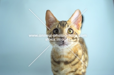 portrait of bengal kitten 
