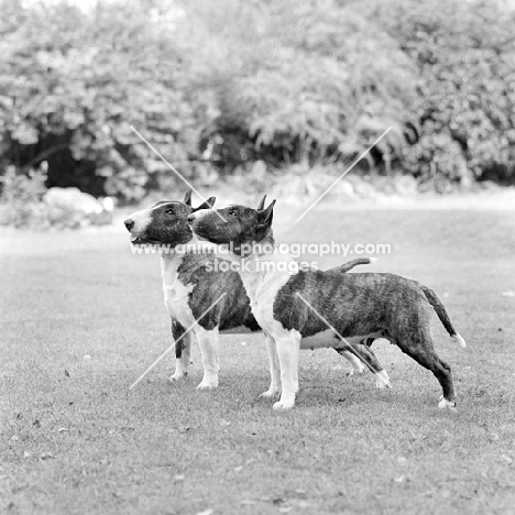 two miniature bull terriers 