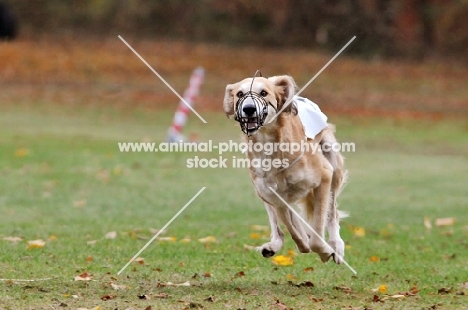 Saluki racing