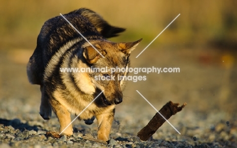 Swedish Vallhund retrieving stick