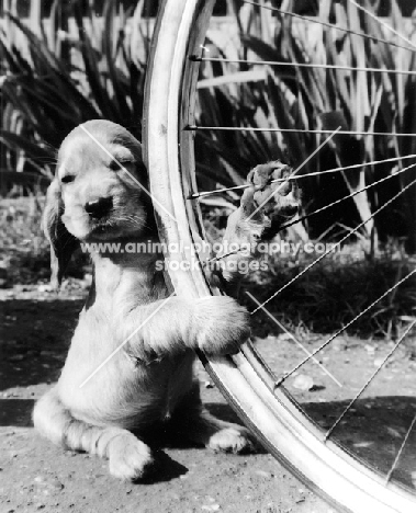 Cocker Spaniel puppy with bicycle wheel