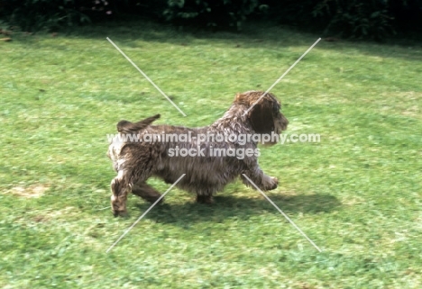 miniature wirehaired dachshund trotting off
