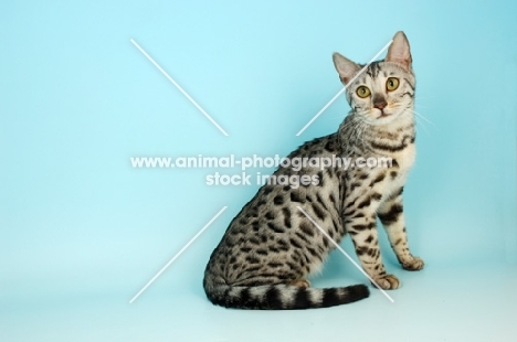 silver spotted bengal sitting on blue background