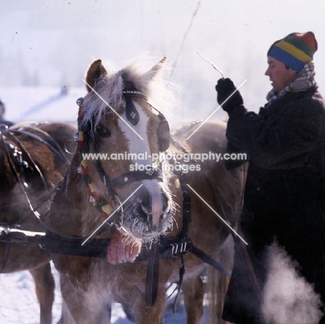 Haflinger steaming with haw frost on the whiskers after sleigh drive at Ebbs in Austria