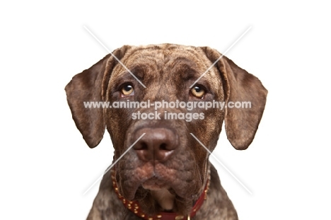 young Dogo Canario, portrait, looking at camera