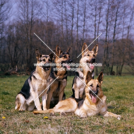 four rozavel german shepherd dogs together