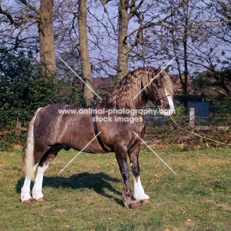 brenin brynawelon, welsh cob (section d) stallion