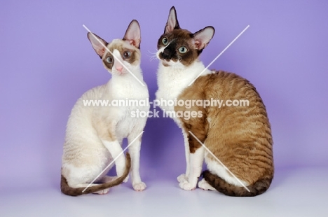 two cornish rex cats together