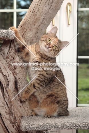 Manx cat in cat tree