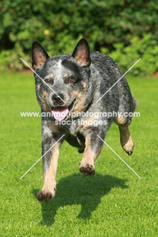 Australian Cattle Dog running