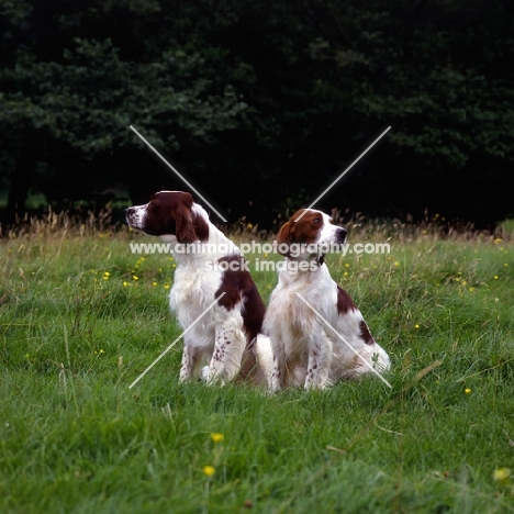  llanelwy hard days night at chardine, left,  chardine vari, irish red and white setters looking in opposite directions