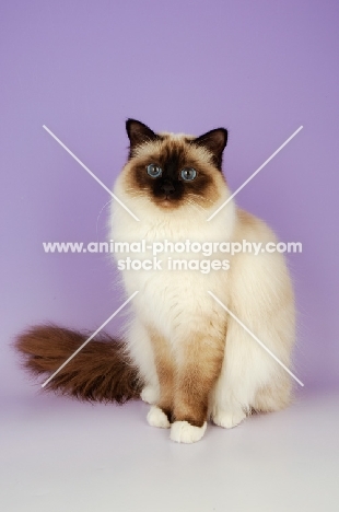 seal pointed Birman cat sitting on pastel background