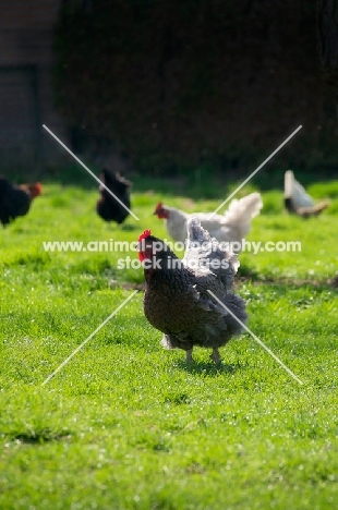 Chickens from Australorp eggs, free range